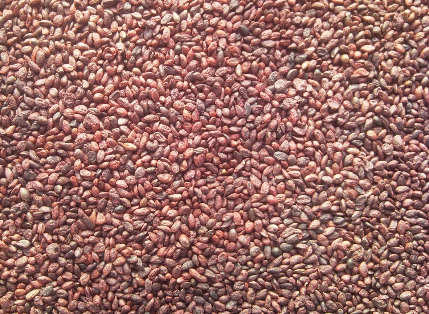 BLACKCURRANT SEEDS DRIED for food oil pressing CO2extraction